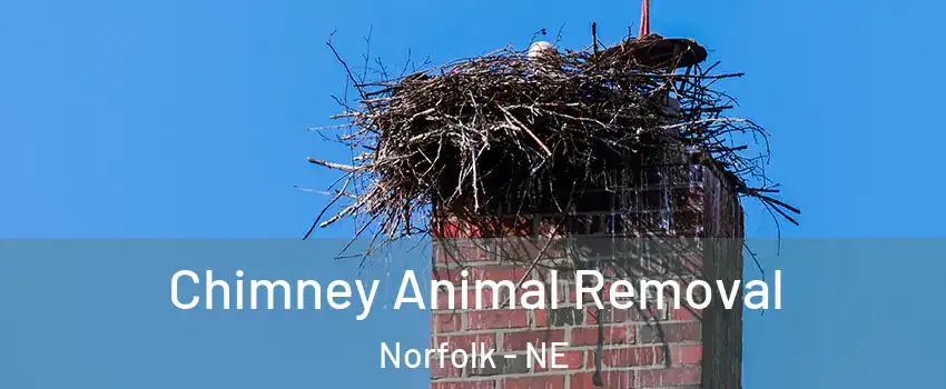  Chimney Animal Removal Norfolk - NE
