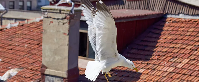 Residential Chimney Animal Removal Solution in Norfolk, NE